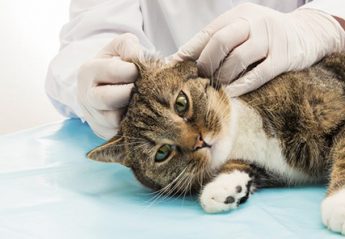 A veterinarian inspects a cat's ear