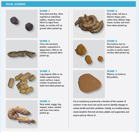 A chart showing fecal scoring in dogs