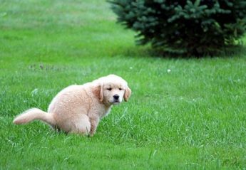 A dog takes a poop on a lawn
