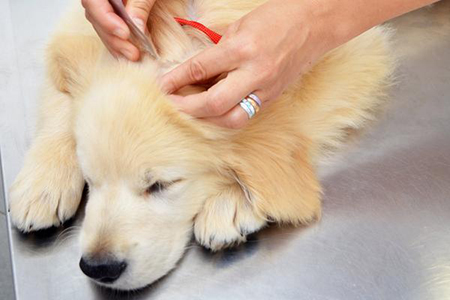 Removing a tick from a dog