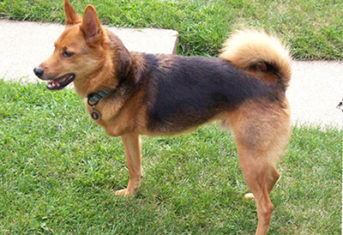 A three-legged dog on grass
