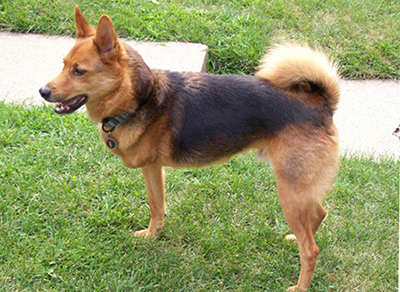 A three-legged dog on grass