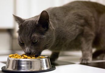 A cat eats from a bowl of dry food