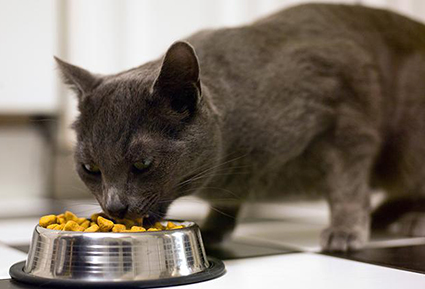 A cat eats from a bowl of dry food