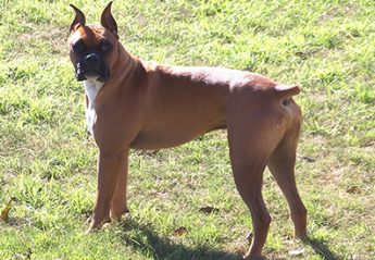 A dog standing on grass