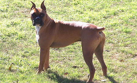 A dog standing on grass