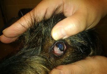 A close up of a dog's eye with the third eyelid exposed
