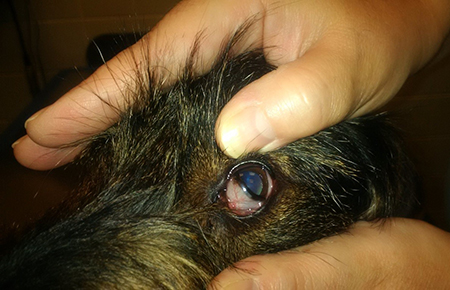 A close up of a dog's eye with the third eyelid exposed