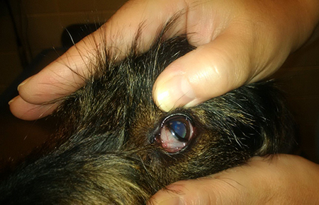 what causes third eyelid in dogs