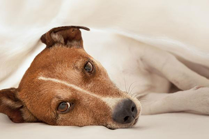 A dog lying under the covers