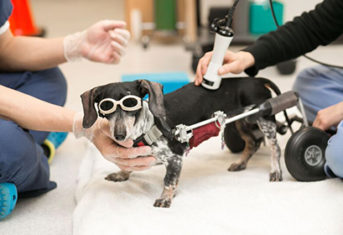 A dog receiving laser therapy at the Animal Medical Center