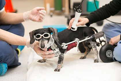 A dog receiving laser therapy at the Animal Medical Center