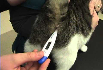 Pet Thermometer For Accurate Fever Detection, Suitable For Cats