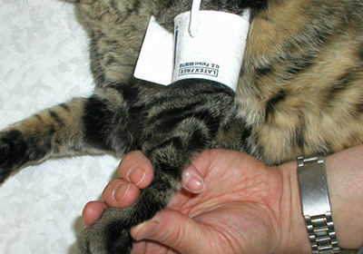 Taking a cat's blood pressure