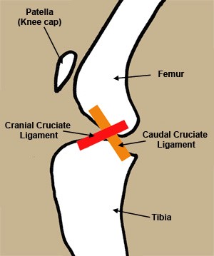 cruciate ligament diagram