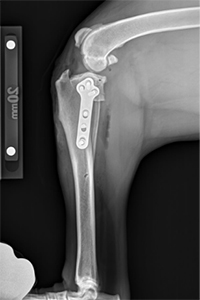 cruciate ligament x-ray