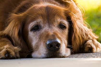 A dog lying down