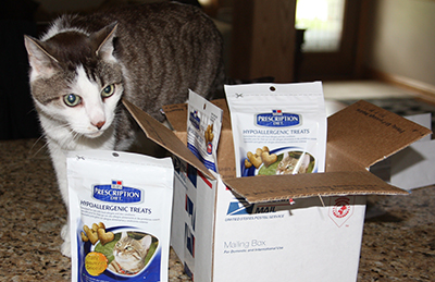 A cat investigates prescription food