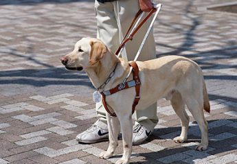 A service dog
