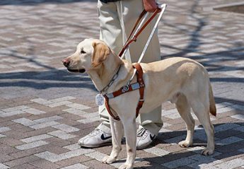 A service dog