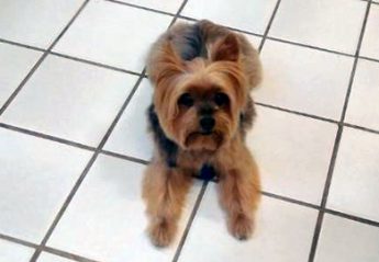 A yorkie sits on a tile floor