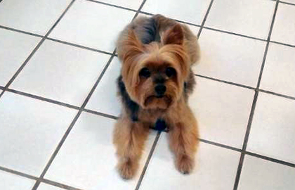 A yorkie sits on a tile floor