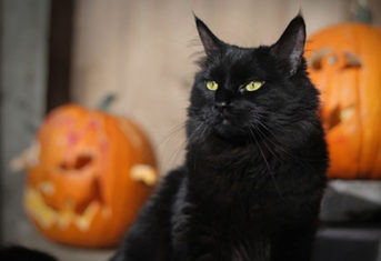 A black cat in front of some pumpkins