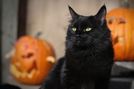 A black cat in front of some pumpkins