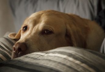 A dog lying on a couch