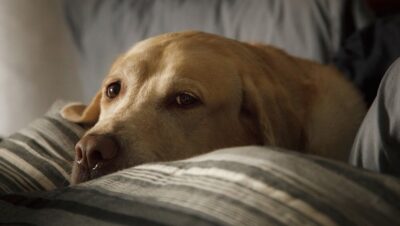 A dog lying on a couch