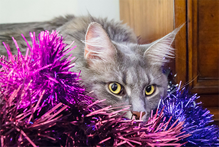 Cat playing in tinsel