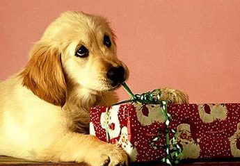 A dog opening a present