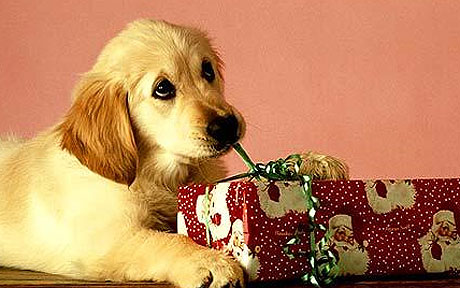 A dog opening a present