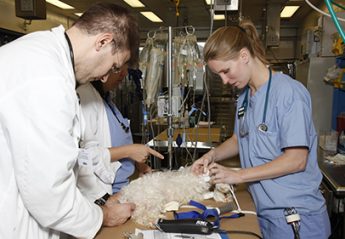 Veterinary professionals treat a dog