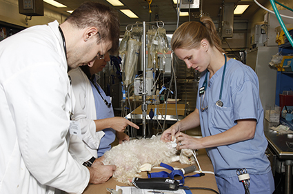Veterinary professionals treat a dog