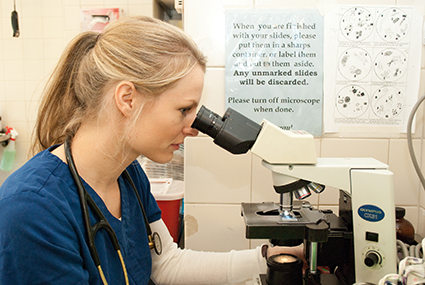 A veterinary professional looks into a microscope