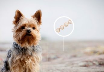 dog DNA