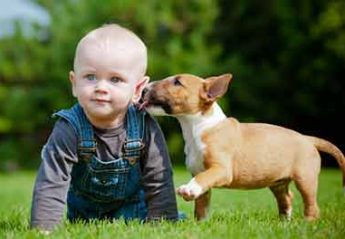 A dog licks a baby