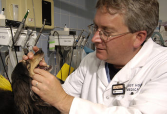 A veterinarian examines a dog's teeth