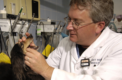 A veterinarian examines a dog's teeth