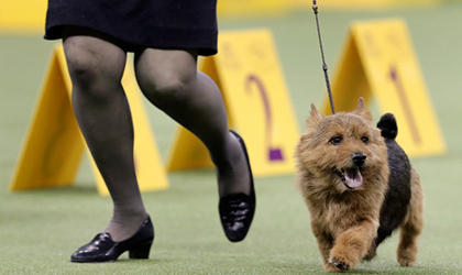 A dog on a leash at the westminster dog show