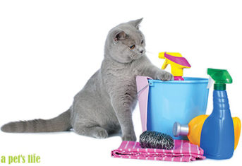 A cat investigates a pile of cleaning supplies