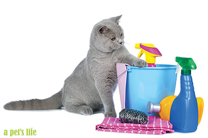 A cat investigates a pile of cleaning supplies