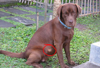 A chocolate lab with several fatty tumors