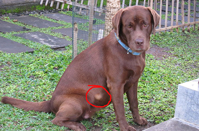 A chocolate lab with several fatty tumors