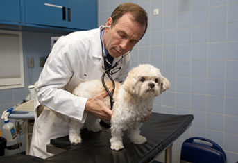 A veterinarian examines a dog