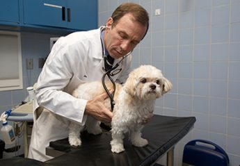 A veterinarian examines a dog