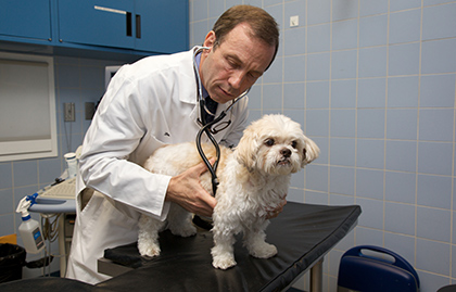 A veterinarian examines a dog