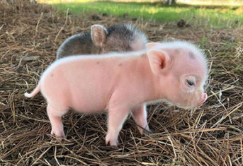 Two mini pigs