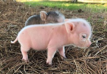 Two mini pigs